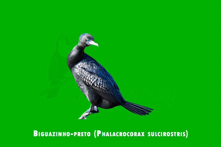 biguazinho-preto ( phalacrocorax sulcirostris)