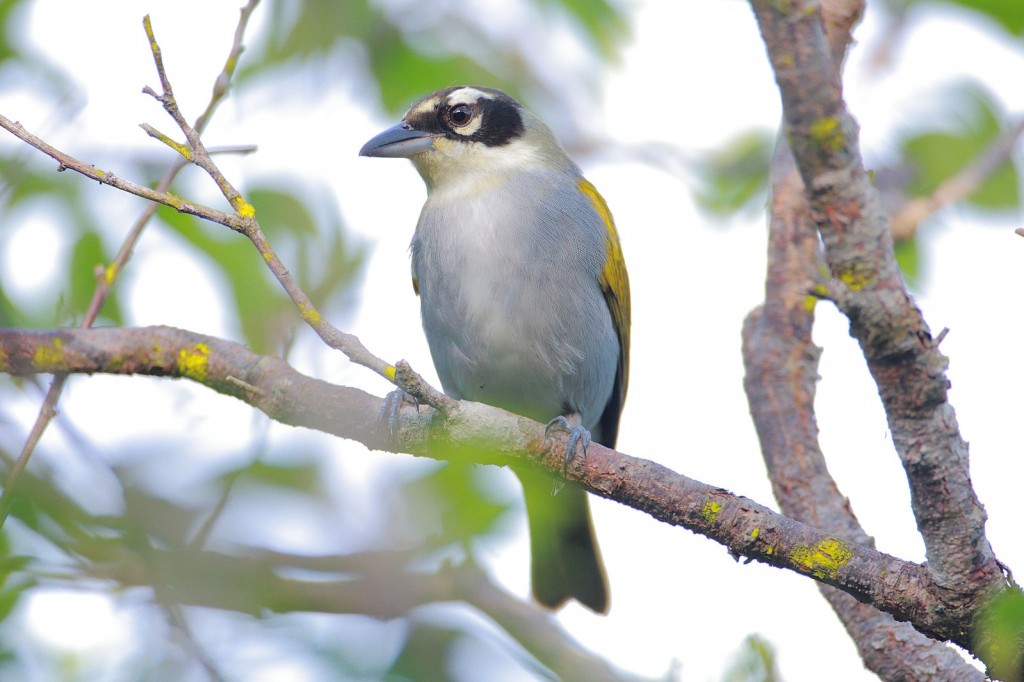 black-crowned tanager