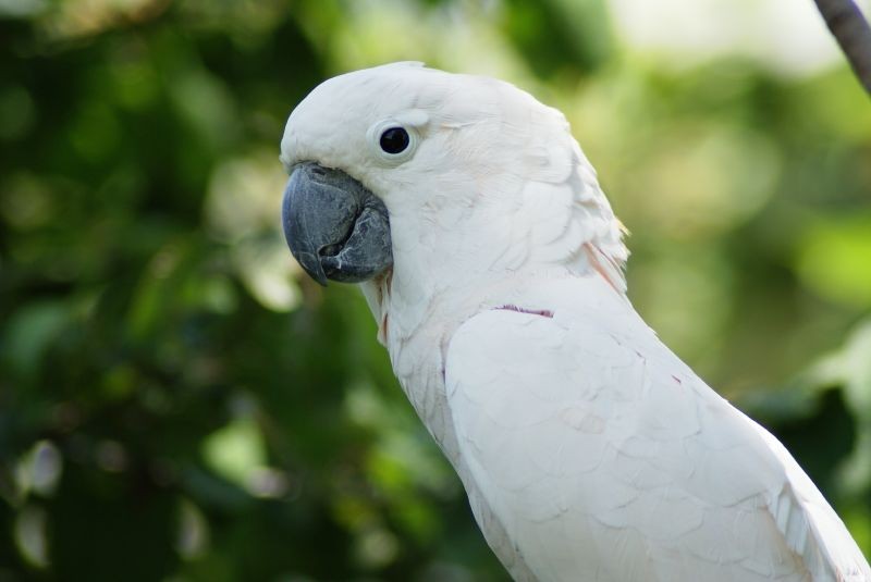 cacatua branca