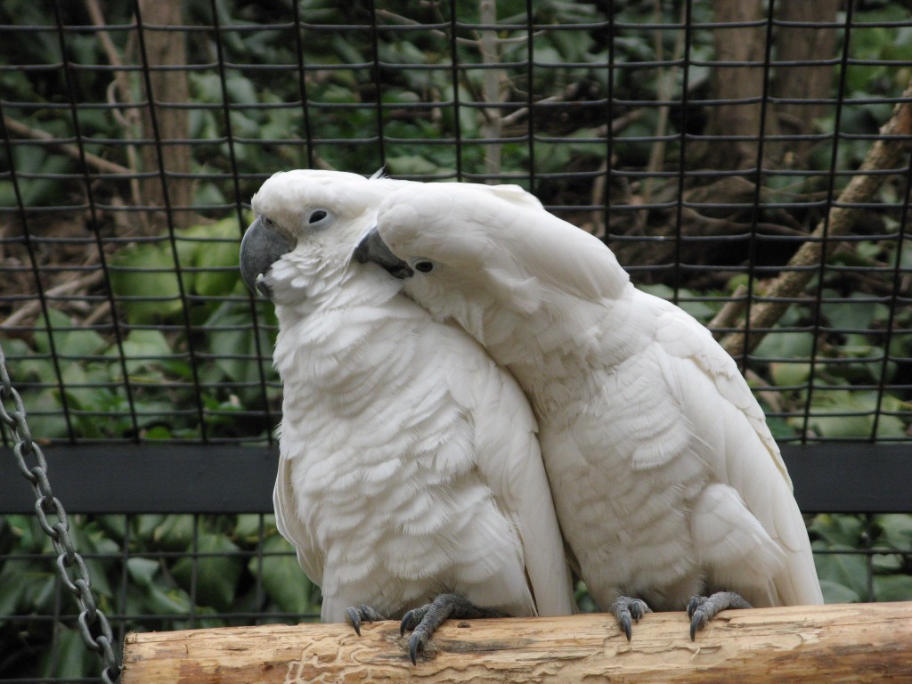 cacatua branca