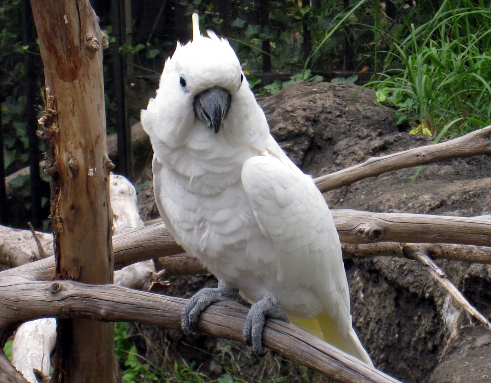 cacatua branca