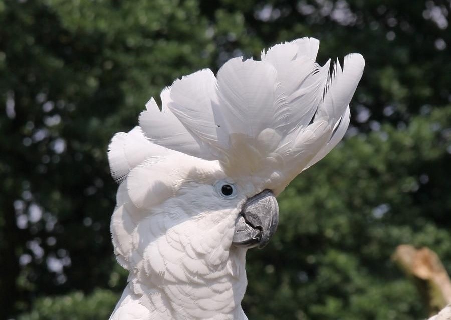 cacatua branca