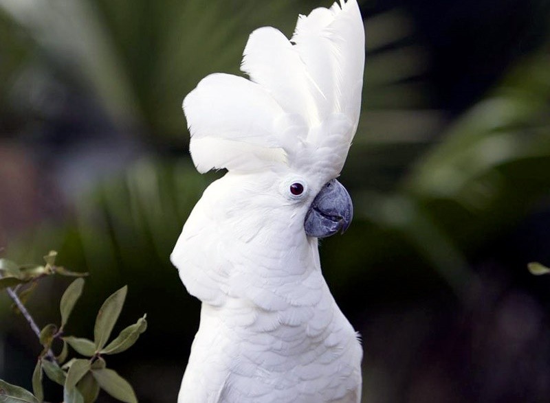 cacatua branca