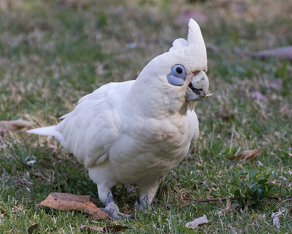 cacatua corella