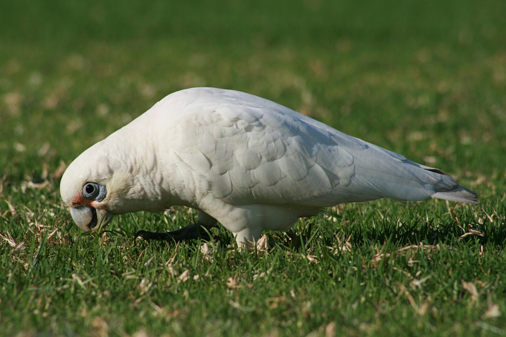 cacatua corella