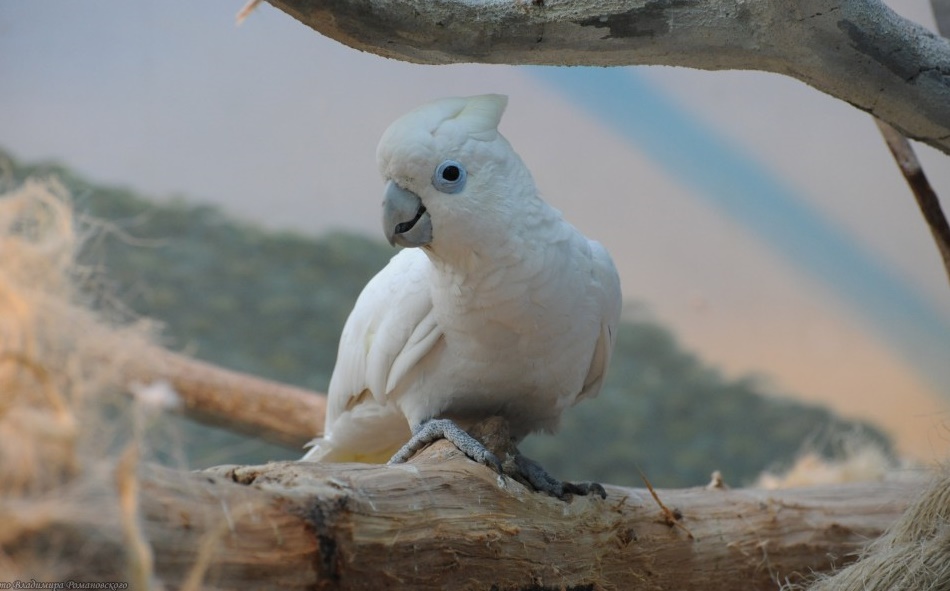 cacatua corella