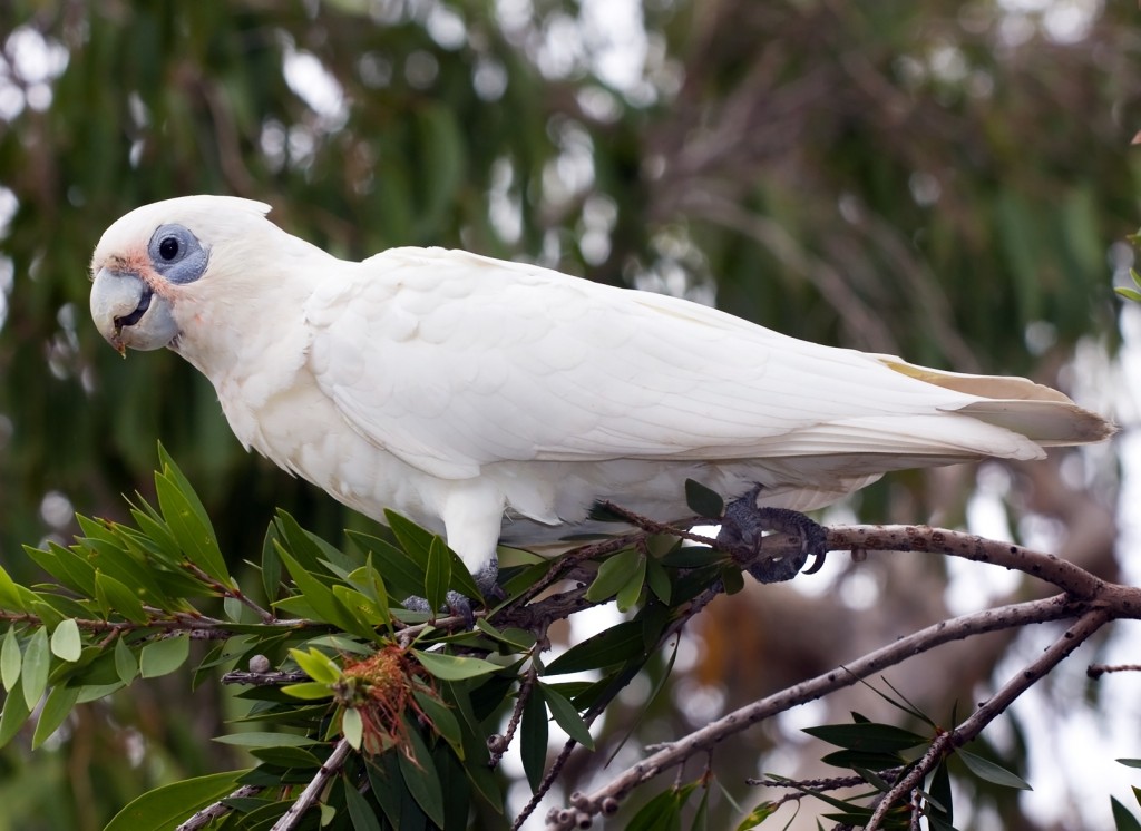 cacatua corella