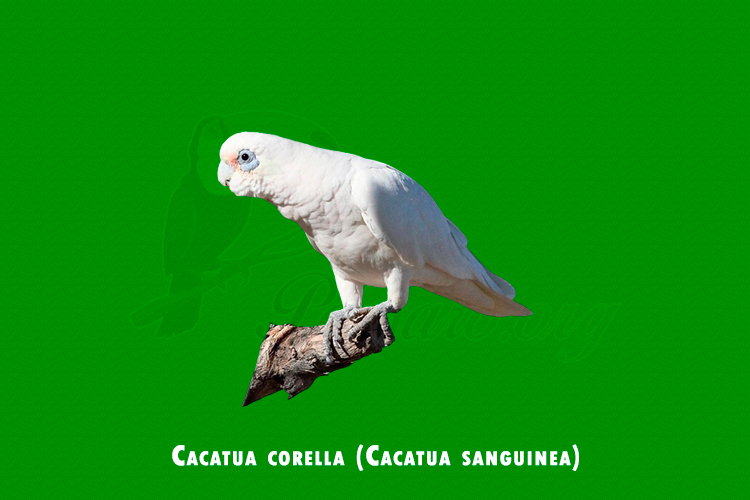 cacatua corella (cacatua sanguinea )