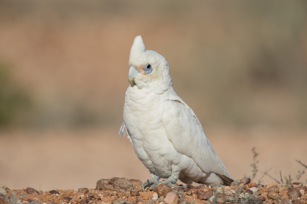 cacatua corella