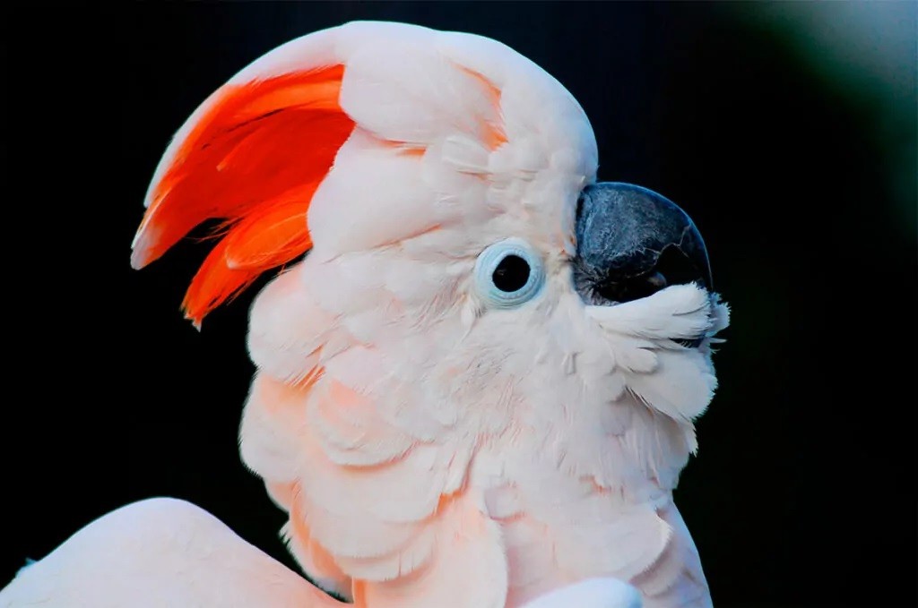 cacatua-das-molucas