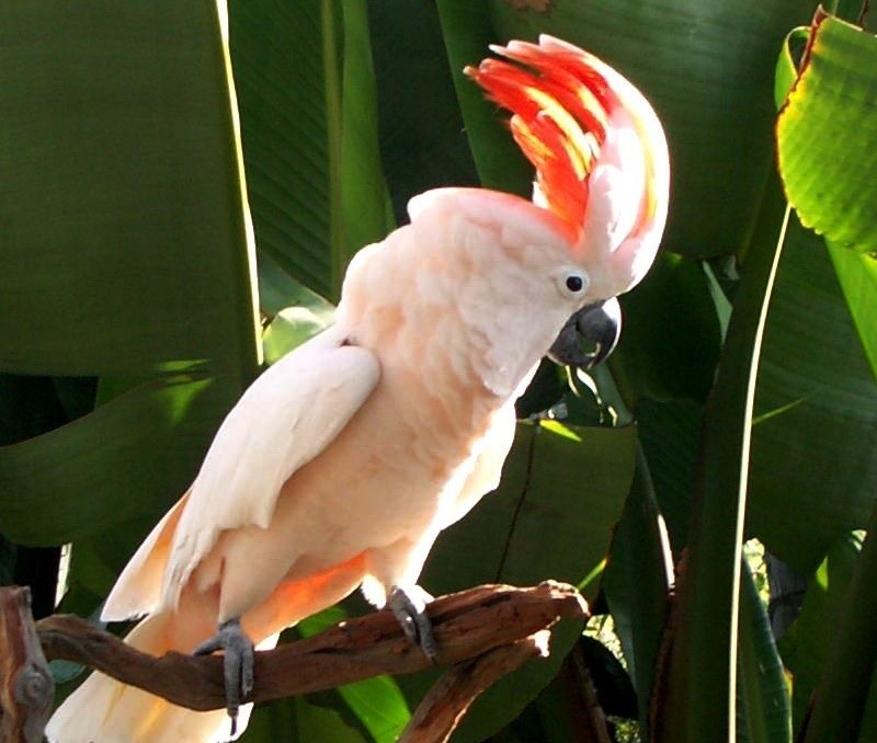 cacatua-das-molucas