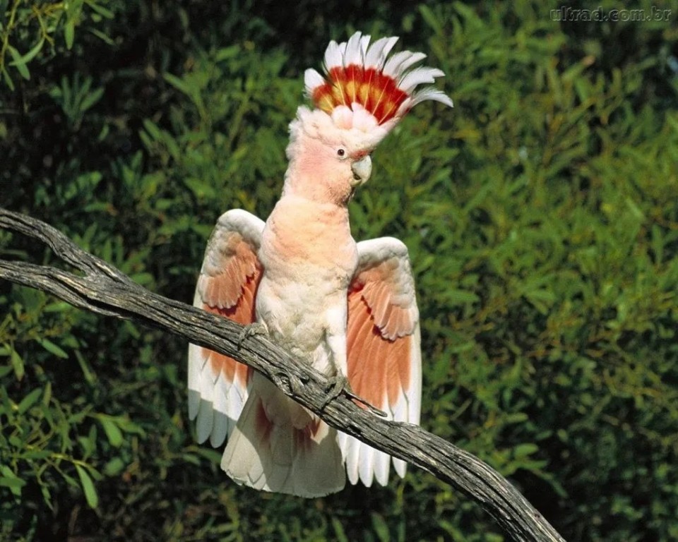 cacatua-das-molucas