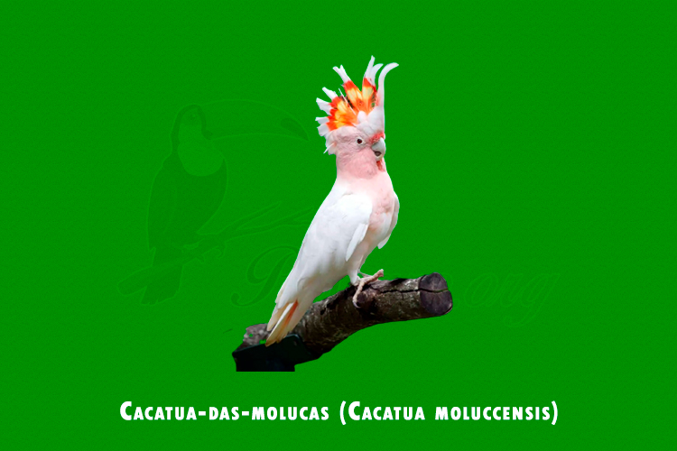 cacatua-das-molucas (cacatua moluccensis )