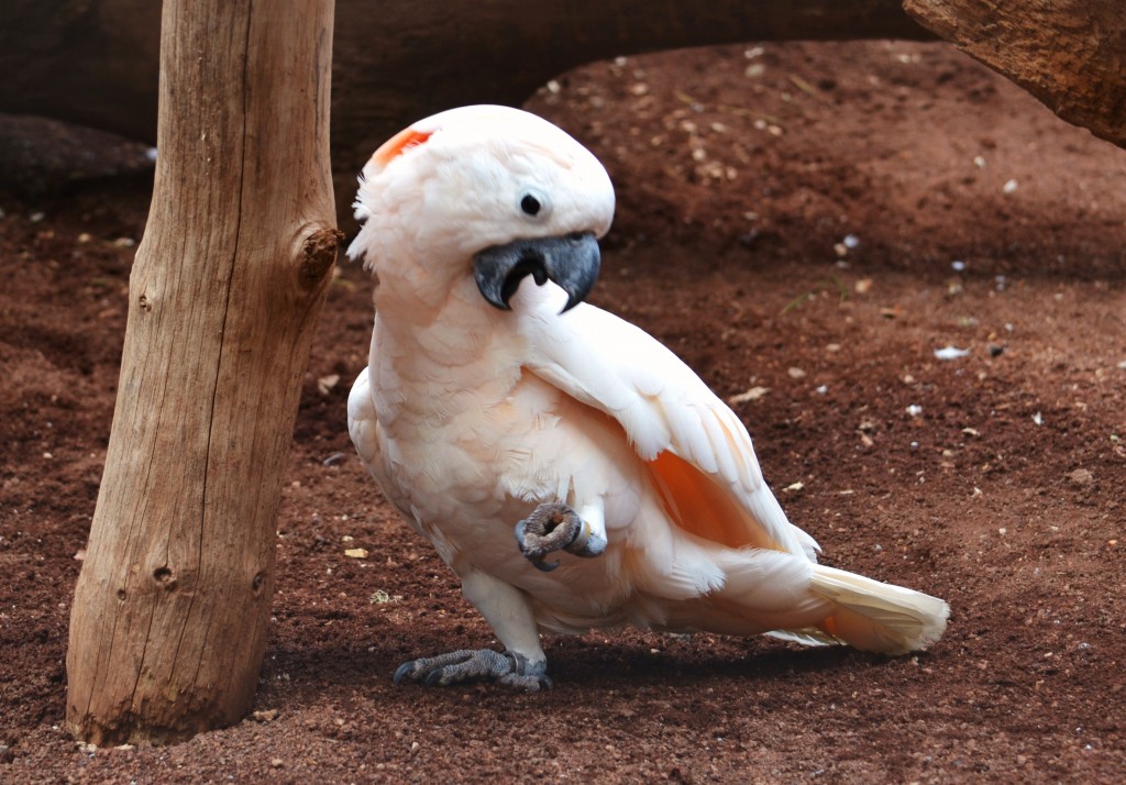 cacatua-das-molucas