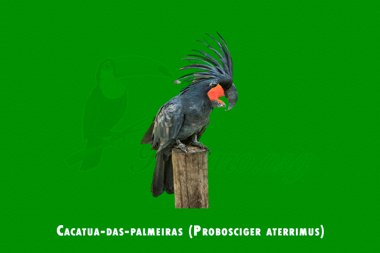 cacatua-das-palmeiras ( probosciger aterrimus )