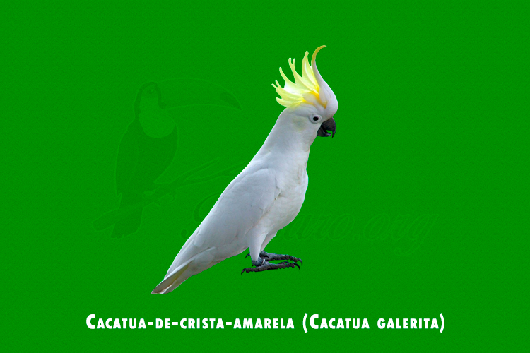 cacatua-de-crista-amarela ( cacatua galerita )