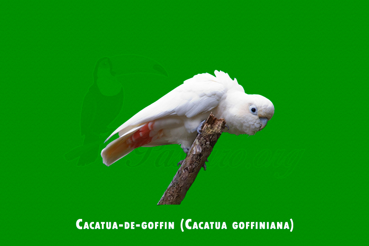 cacatua-de-goffin ( cacatua goffiniana)