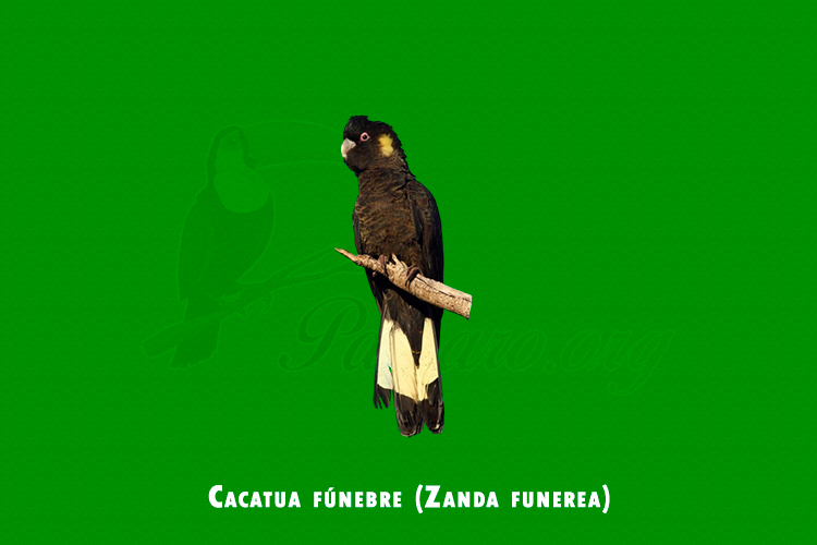 cacatua funebre (zanda funerea )