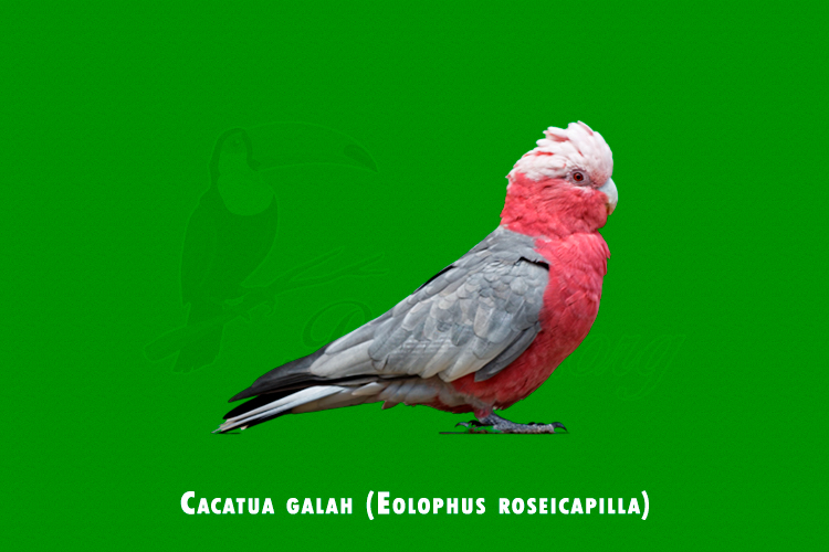 cacatua galah ( eolophus roseicapilla)