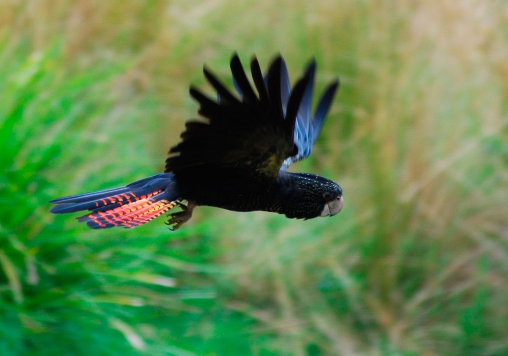 cacatua-negra-de-cauda-vermelha