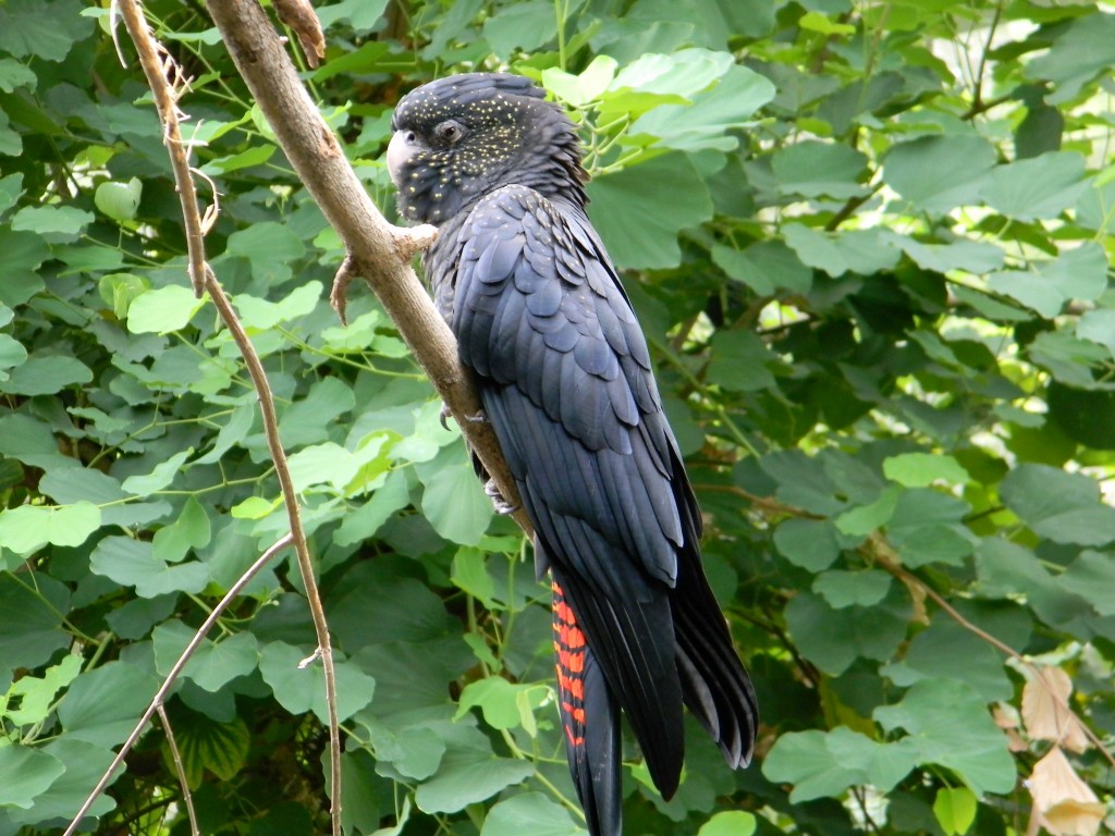 cacatua-negra-de-cauda-vermelha