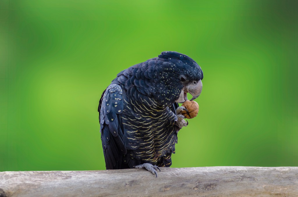 cacatua-negra-de-cauda-vermelha