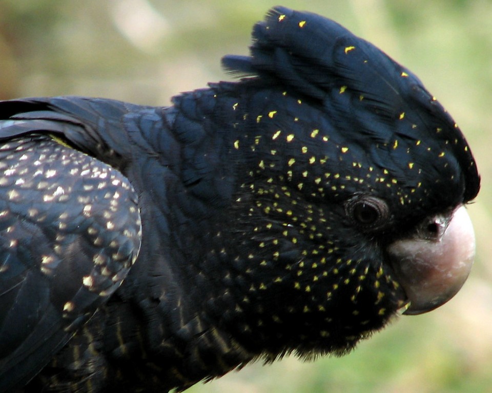 cacatua-negra-de-cauda-vermelha