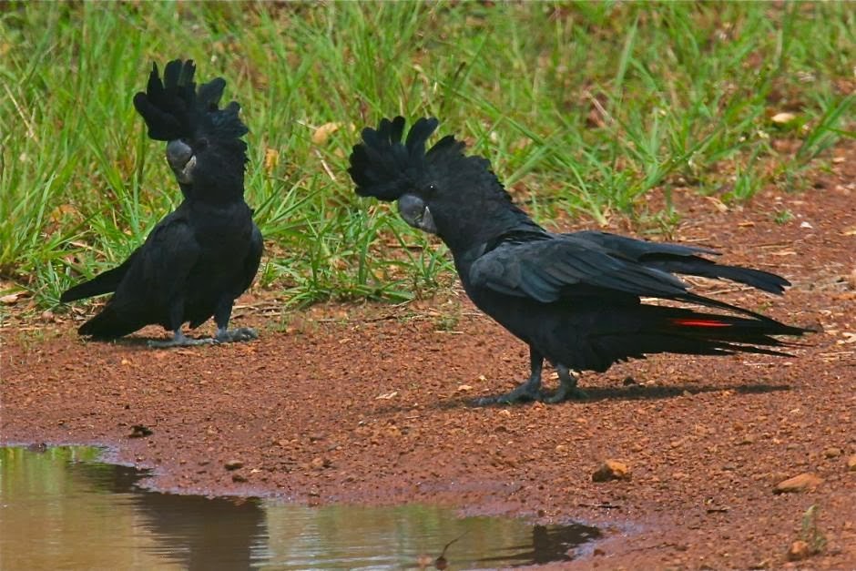 cacatua-negra-de-cauda-vermelha