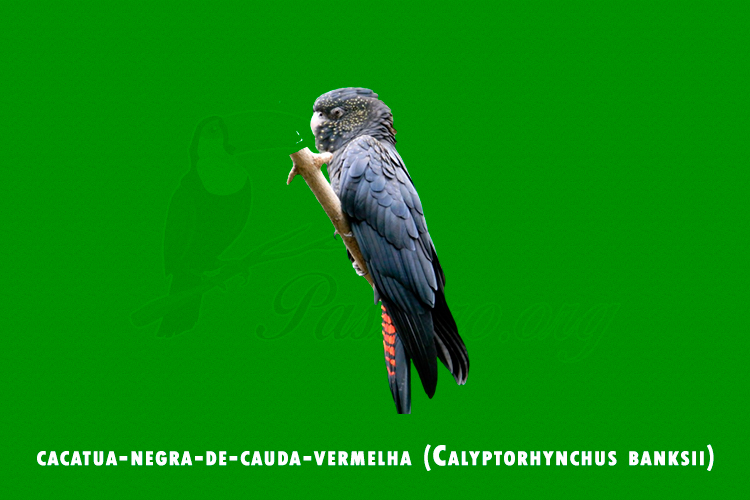 cacatua-negra-de-cauda-vermelha (calyptorhynchus banksii)