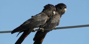 cacatua-negra-de-cauda-vermelha casal