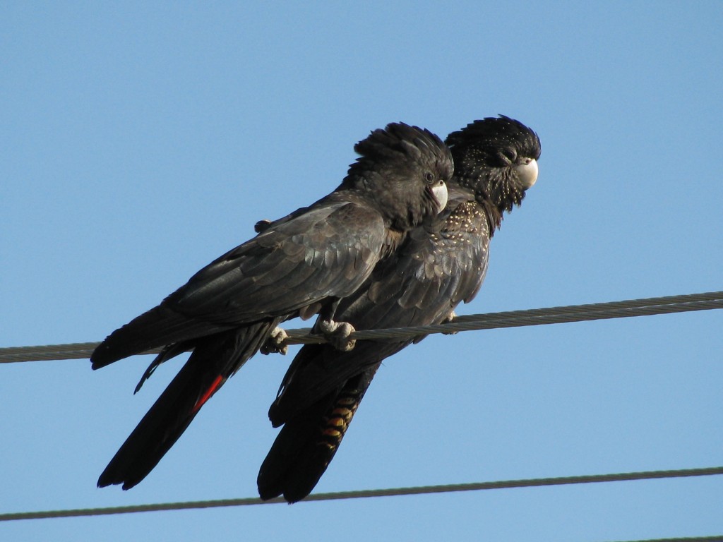 cacatua-negra-de-cauda-vermelha casal