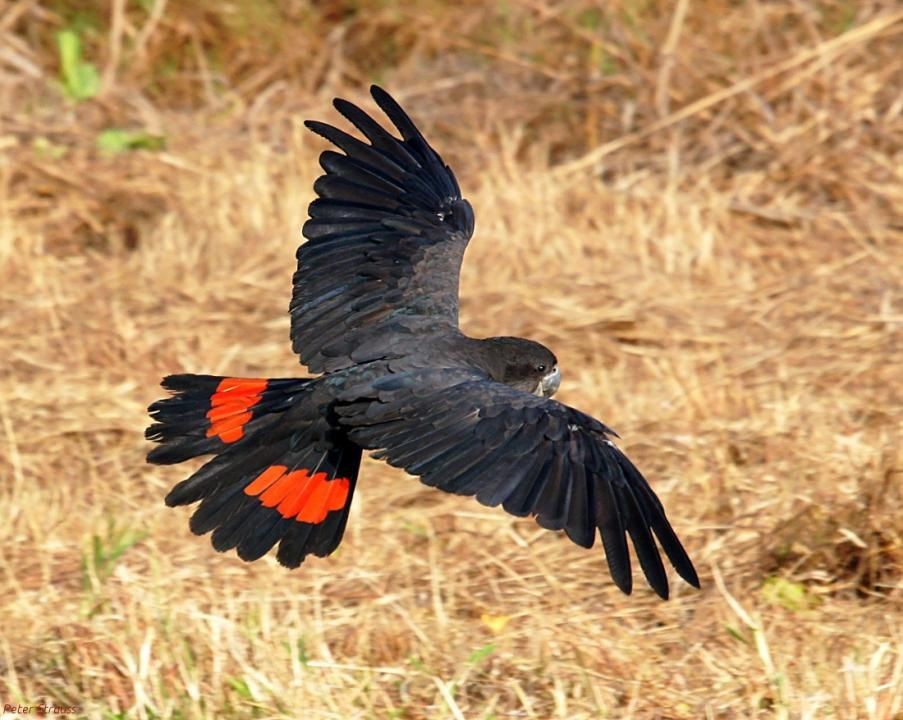 cacatua-negra-de-cauda-vermelha