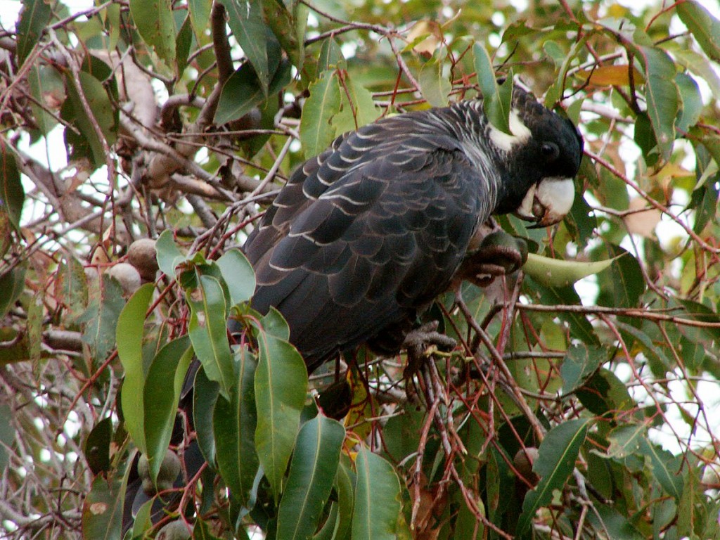 cacatua preta de baudin