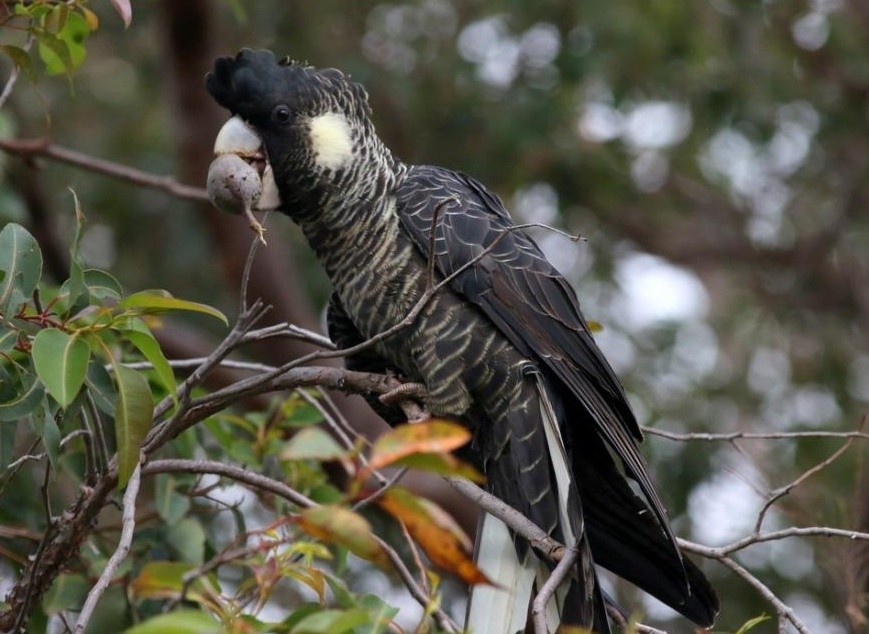 cacatua preta de baudin