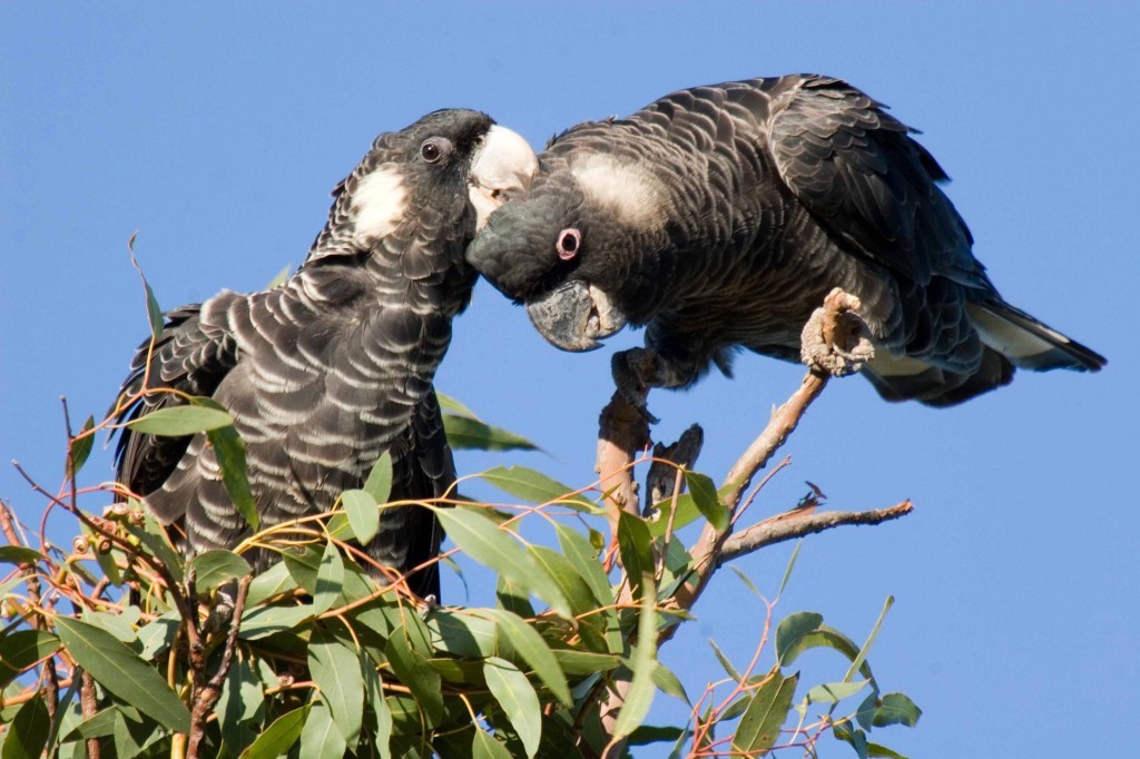 cacatua preta de baudin