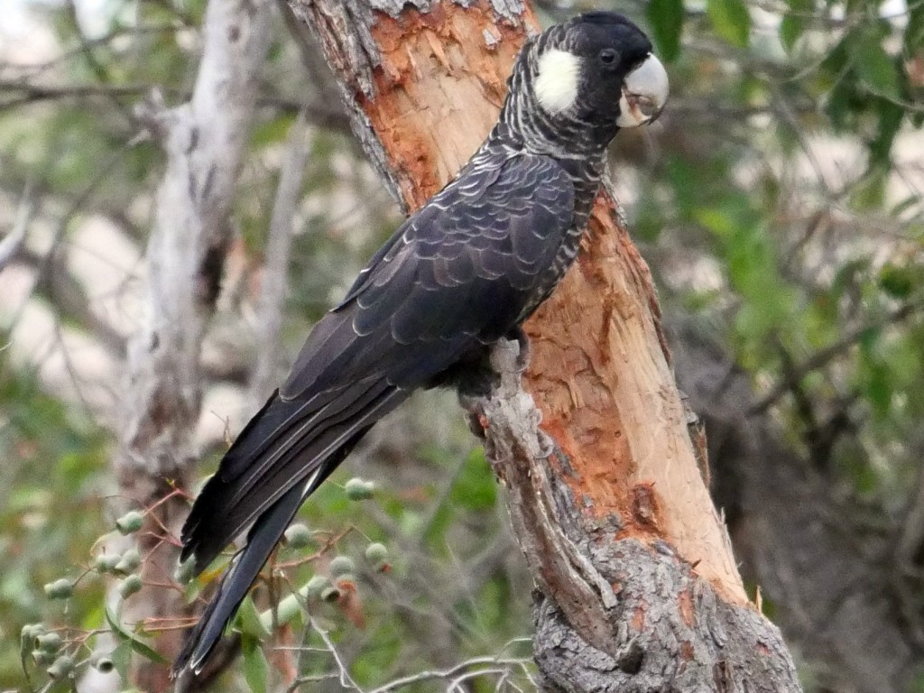 cacatua preta de baudin