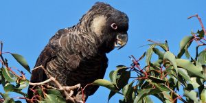 cacatua preta de baudin