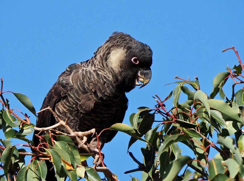 cacatua preta de baudin