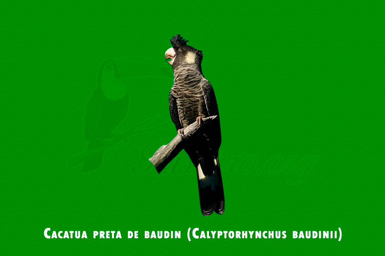 cacatua preta de baudin (calyptorhynchus baudinii )