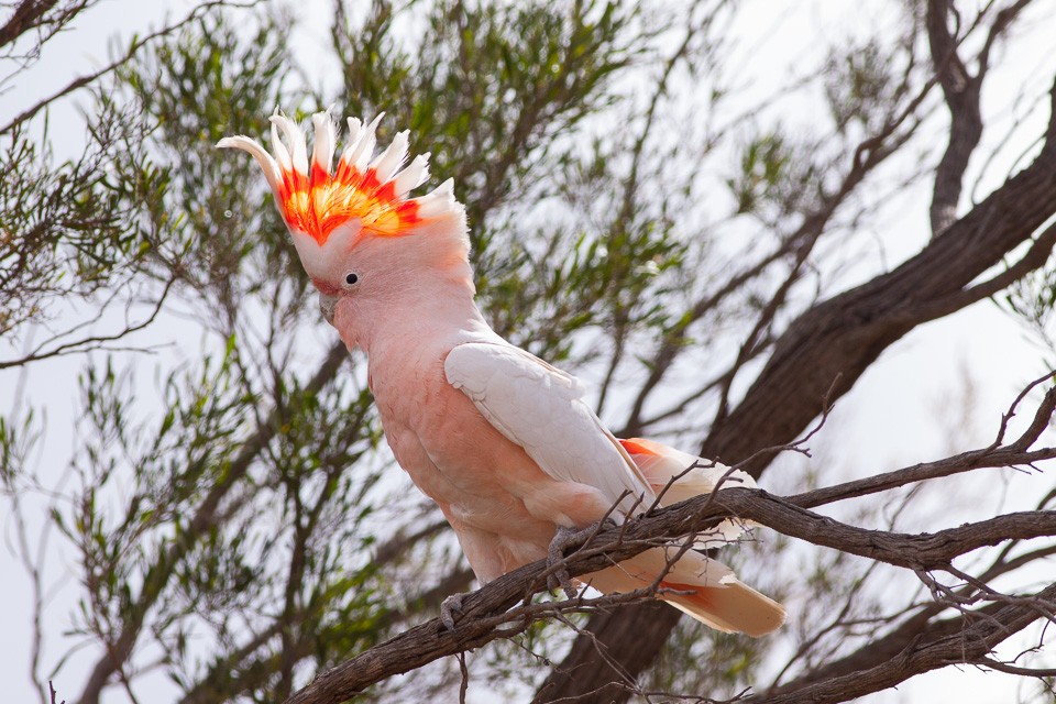 cacatua rosa 