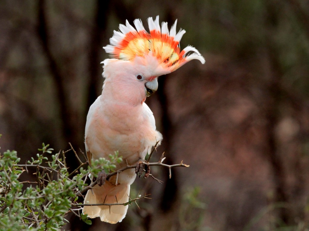 cacatua rosa 