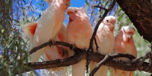 cacatua rosa