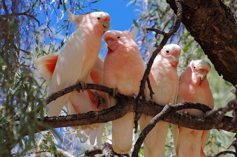 cacatua rosa