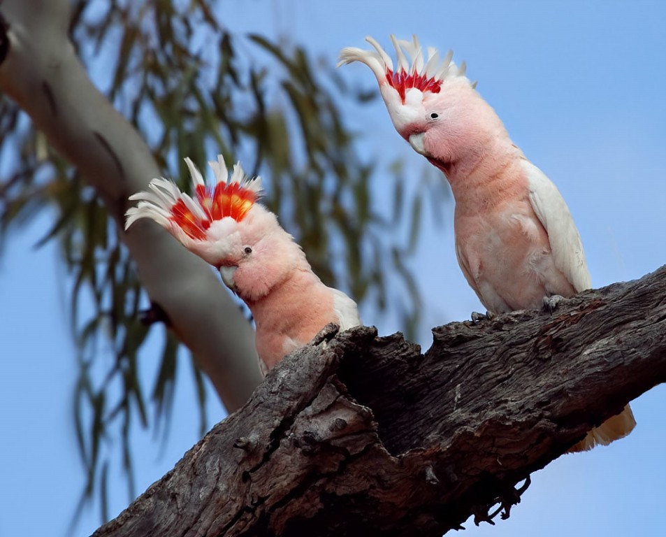 cacatua rosa 