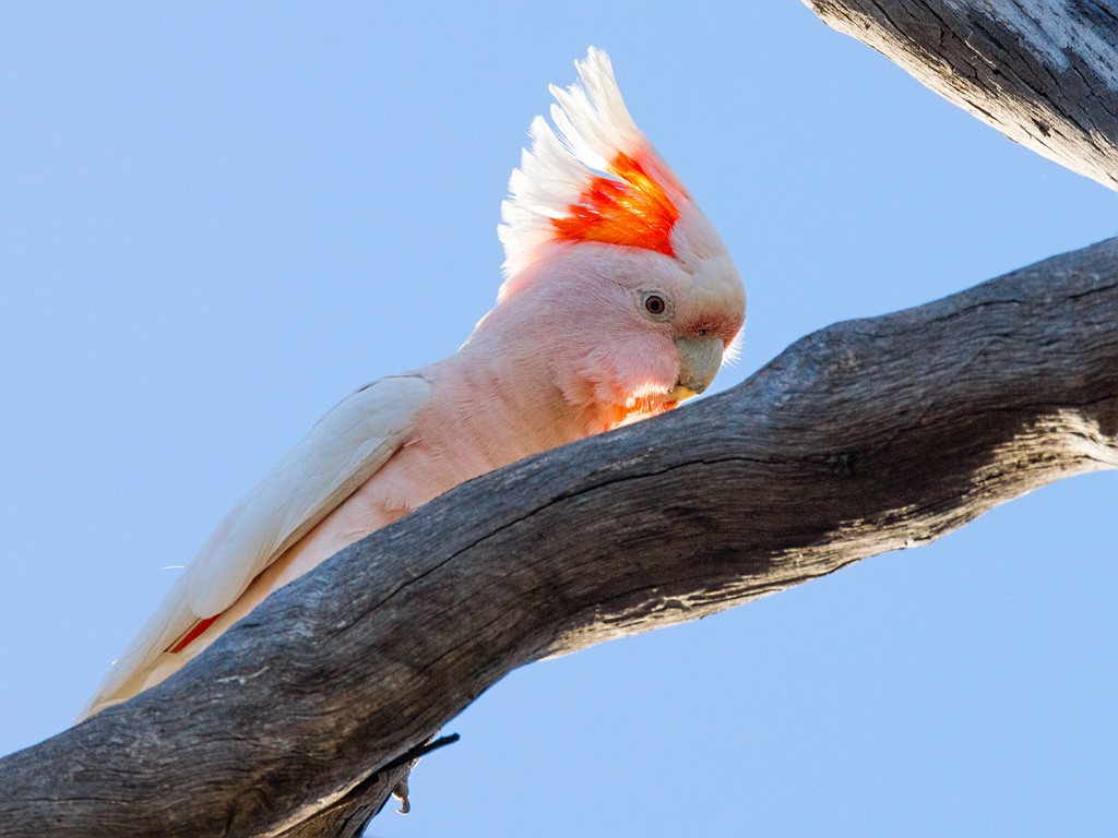 cacatua rosa 