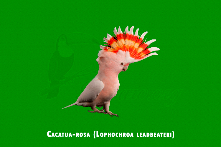 cacatua-rosa ( lophochroa leadbeateri)
