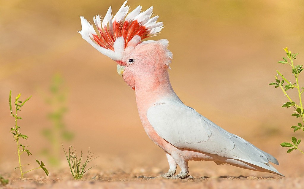 cacatua-rosa