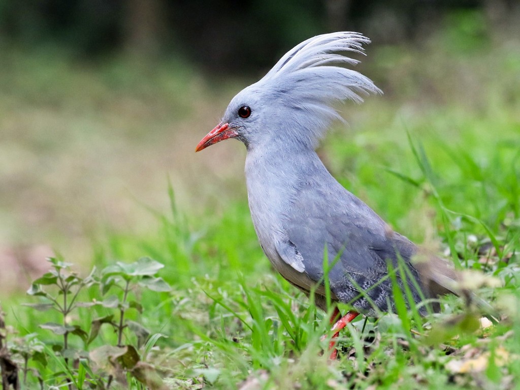 cagu ( rhynochetos jubatus)