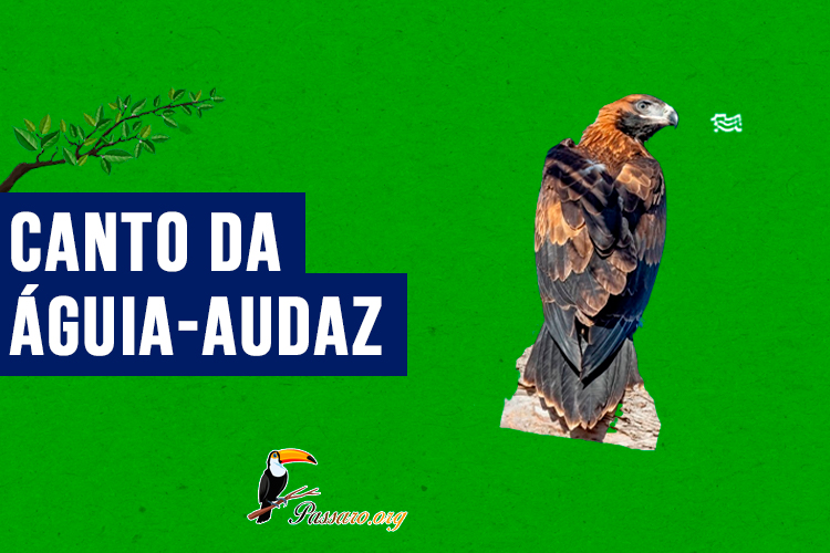 canto da aguia-audaz