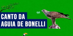 canto da aguia de bonelli